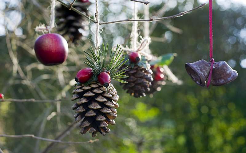 Tareas del Jardín en Diciembre