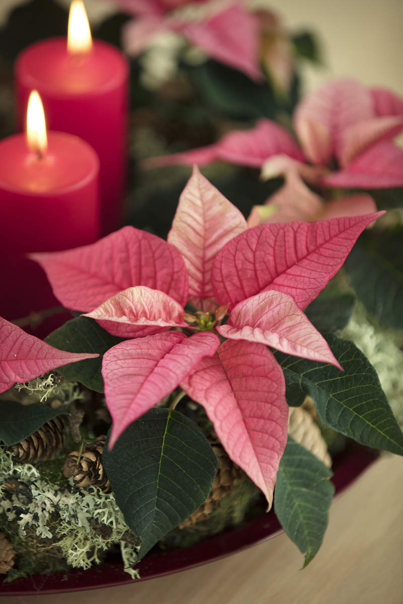 poinsettia-flor-de-pascua-barcelona-palleja