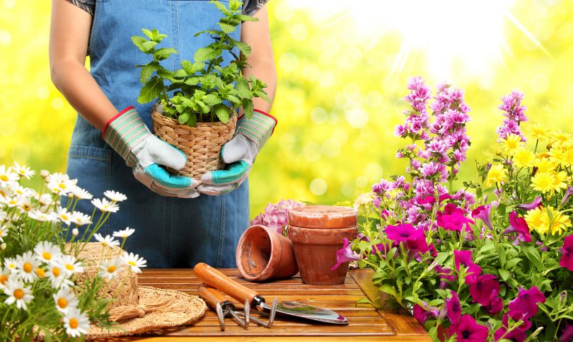 Tareas de jardín en julio