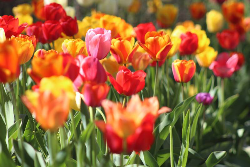 Tareas del jardín en mayo