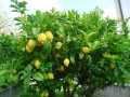 venta-arboles-frutales-limoneros-barcelona-palleja