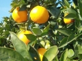 venta-arboles-frutales-naranjos-barcelona-palleja