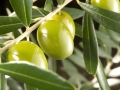 venta-arboles-olivos-barcelona-palleja