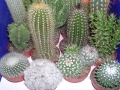 venta-cactus-barcelona-fontpineda
