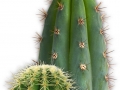 venta-cactus-barcelona-provincia