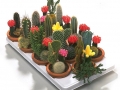 venta-cactus-plantas-crasas-barcelona-palleja