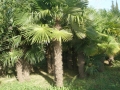 venta-palmeras-trachycarpus-fortunei-palleja