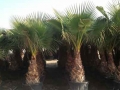 venta-palmeras-washingtonias-palleja