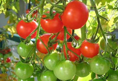 Como-plantar-tomates