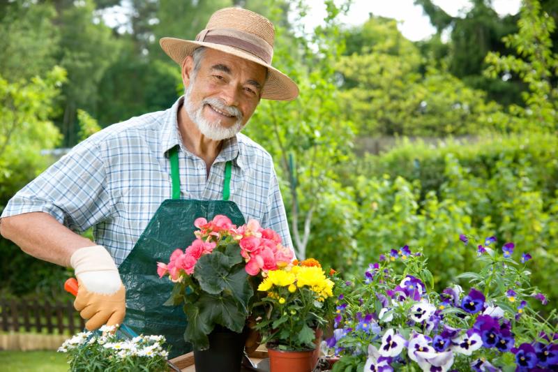 Cultiva i planta