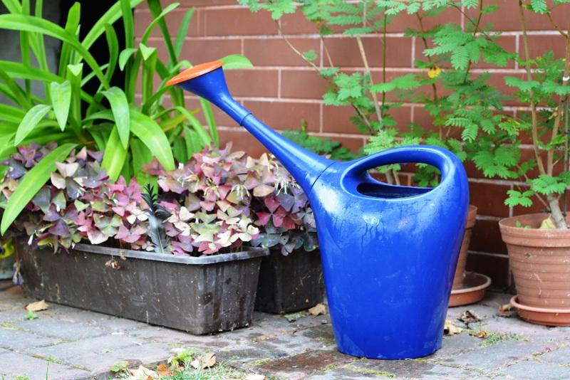 Com i quan regar les plantes