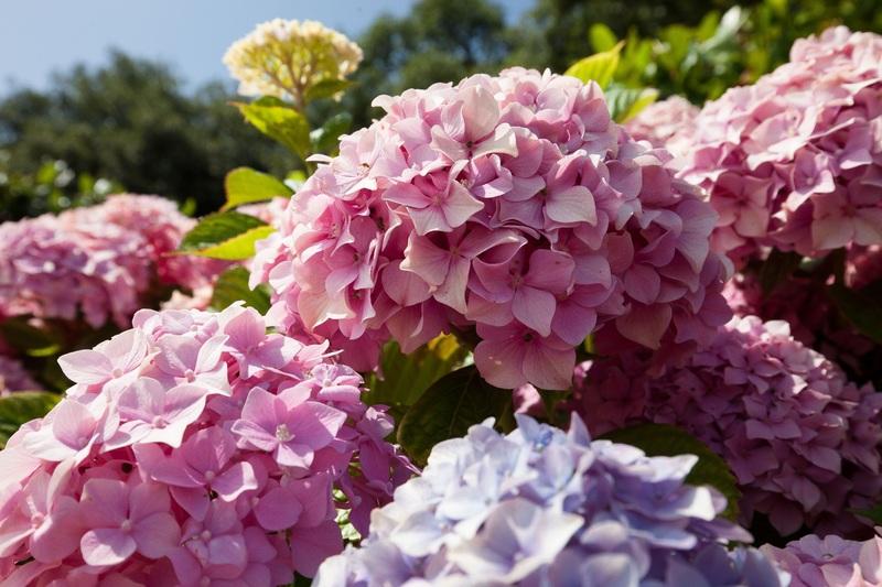 Les hortènsies
