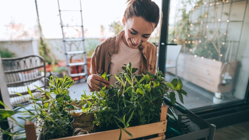 Plantes contra l´estrès