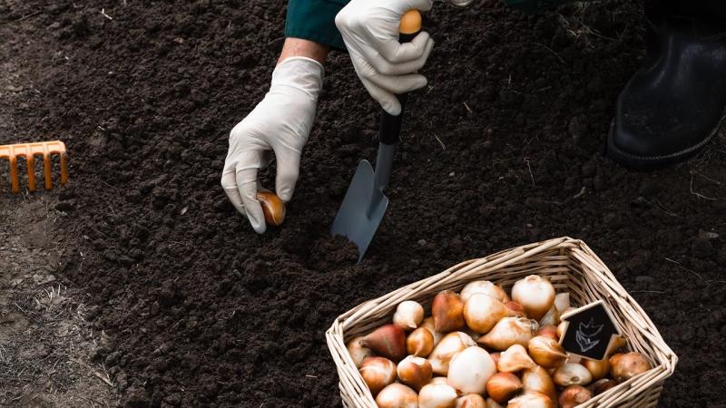 Es hora de cultivar els bulbs de tardor!