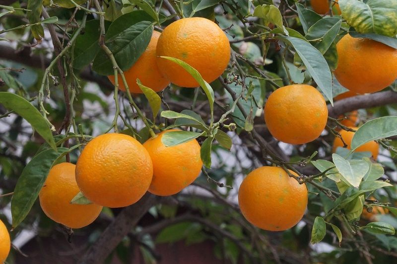 Planta del mes: el Kumquat