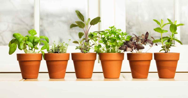 Com triar el test adequat per a cada planta