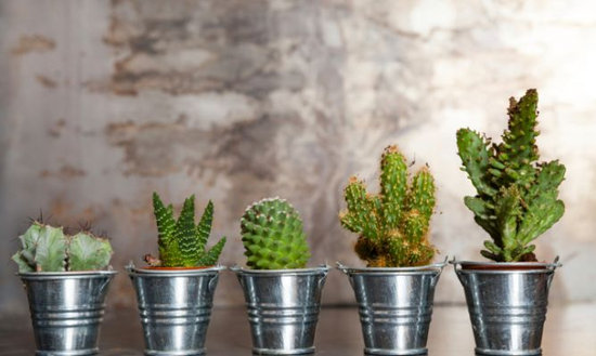 venta-cactus-crasas-barcelona-garden