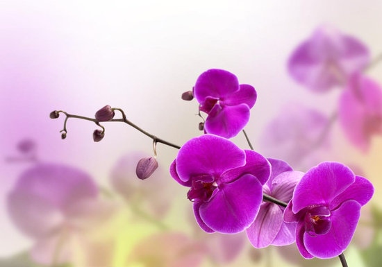 venta-orquideas-barcelona-garden