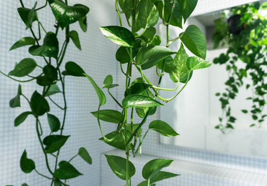 venta-pothos-barcelona-garden