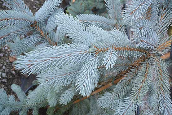 venta-barcelona-abeto-azul-picea-pungens-hoopsii