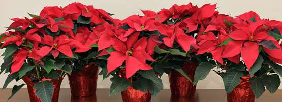 venta-de-poinsettias-en-barcelona