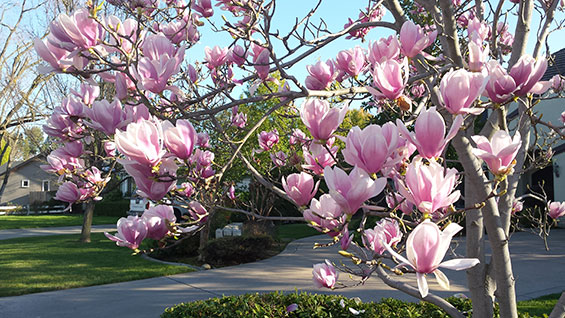 magnolia-liliiflora