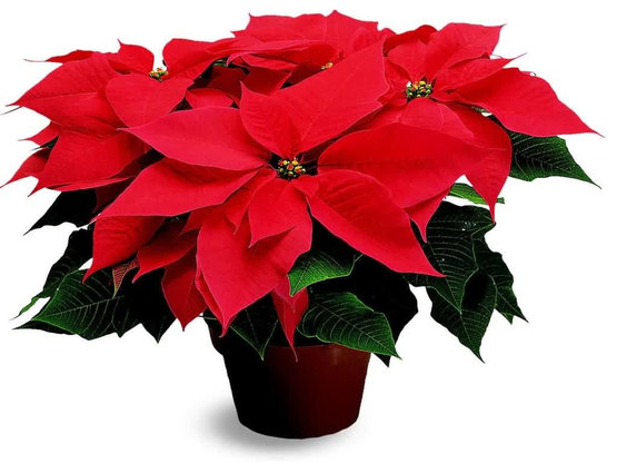 poinsettia-venta-barcelona