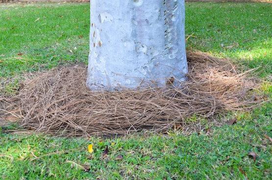 aplicar-capa-de-mantillo-jardin-invierno