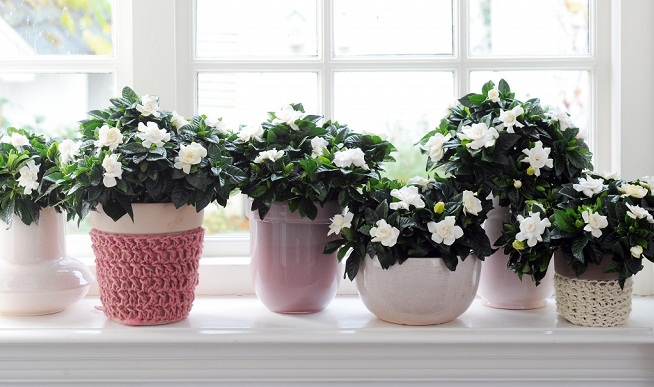 trasladar-plantas-jardin-en-interiores-invierno